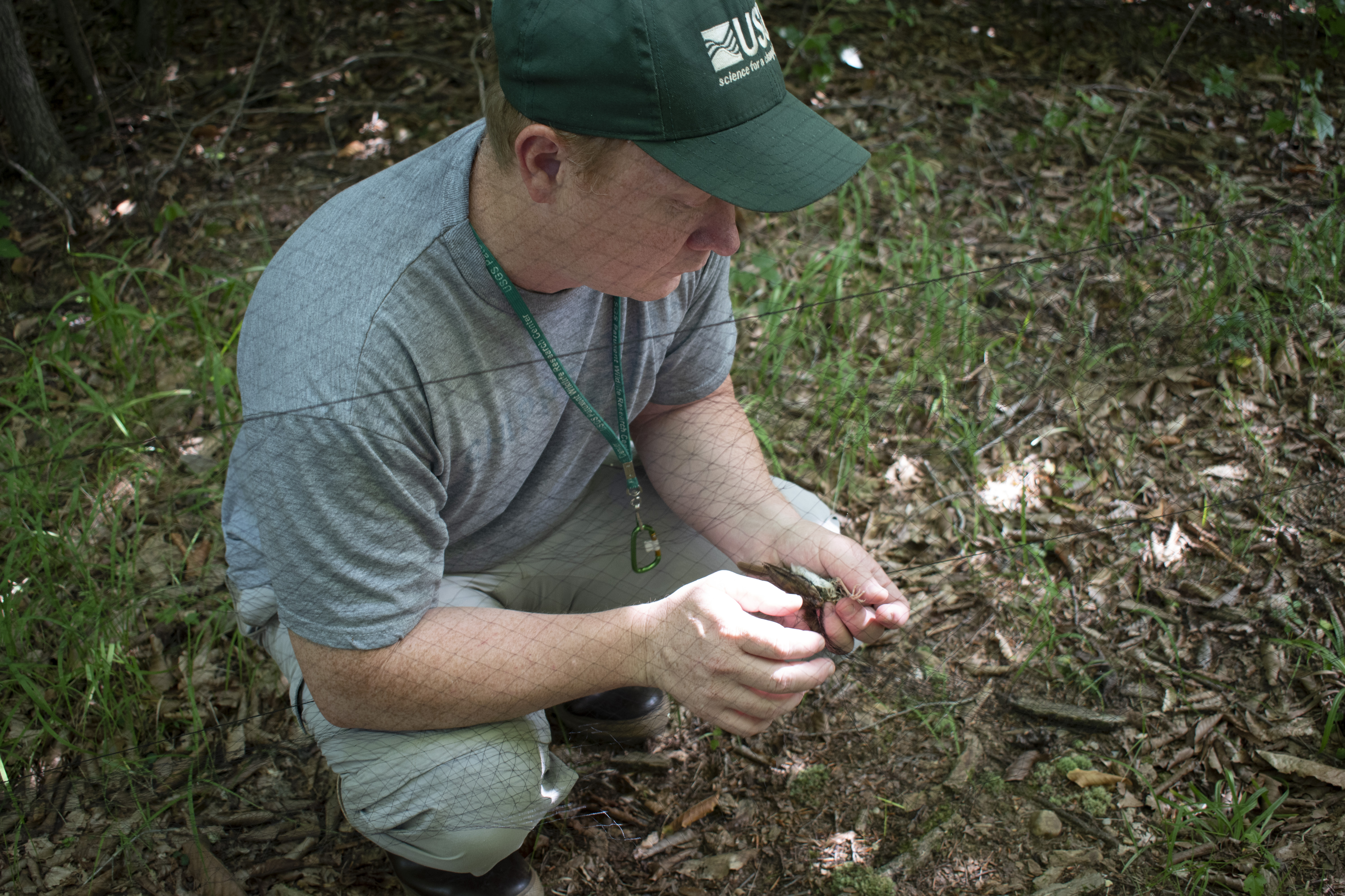 A researcher carefully handling a small bird outdoors.