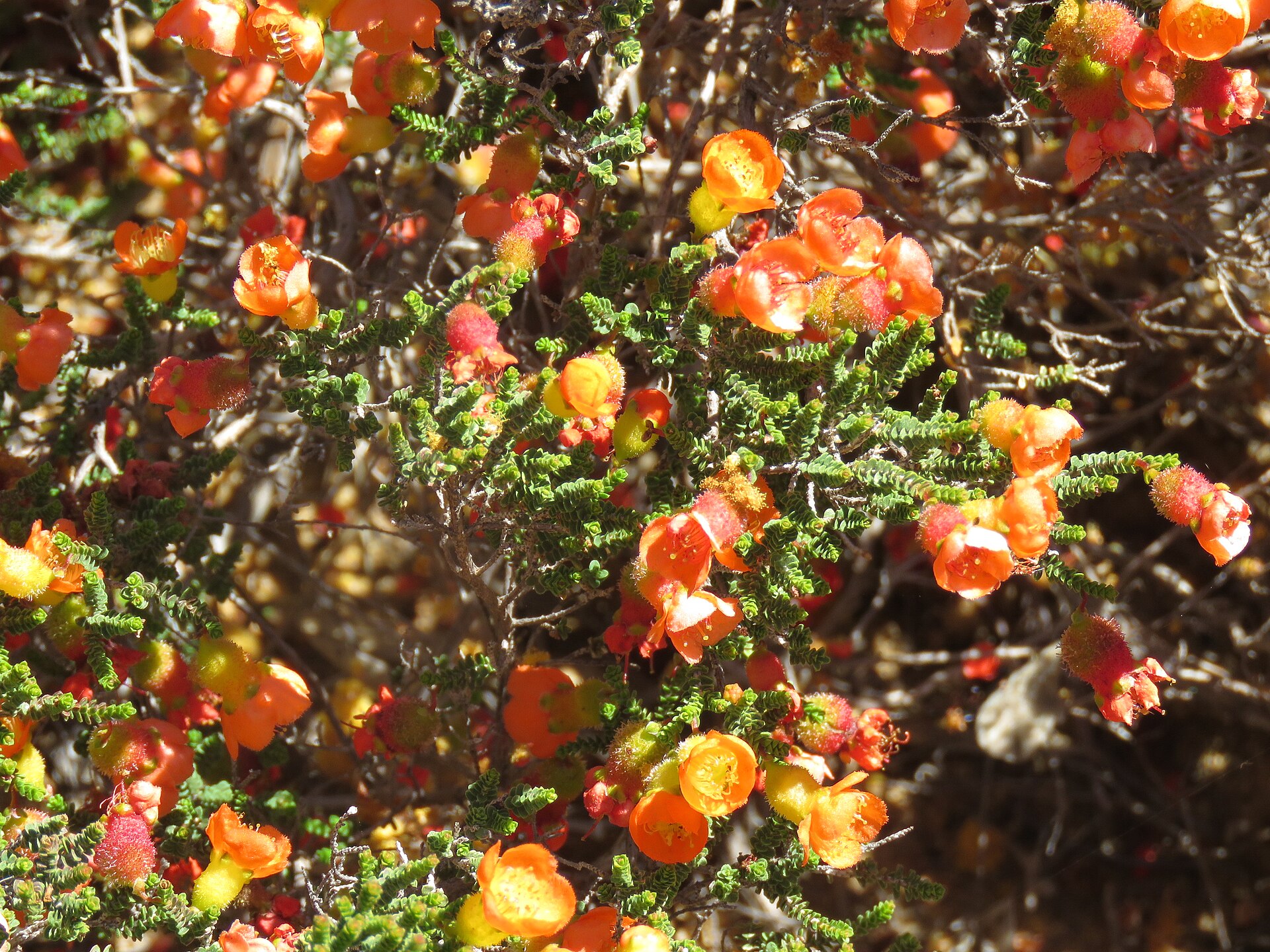 ピンダーで撮影された橙色の野の花