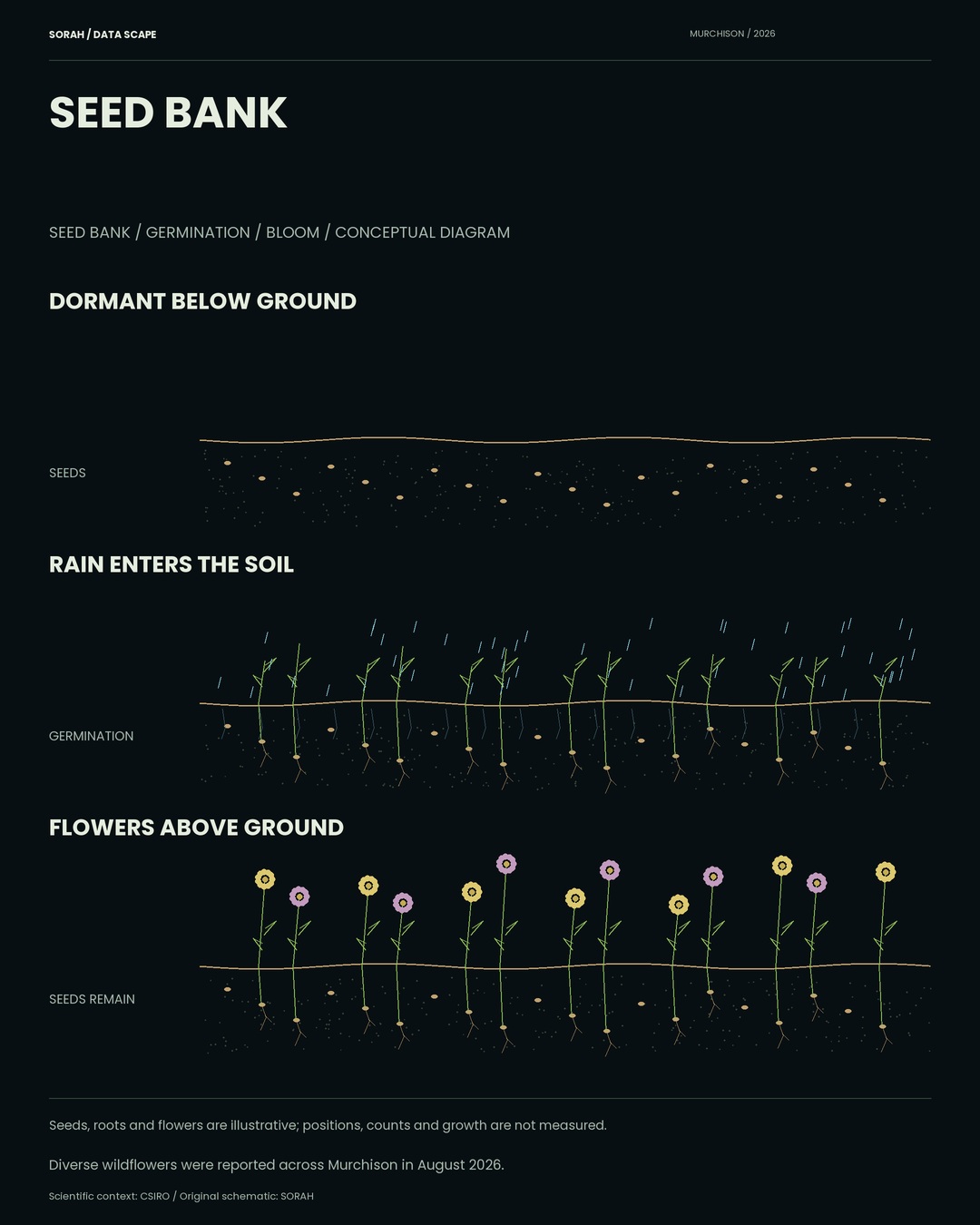 Conceptual seed-bank cross-section