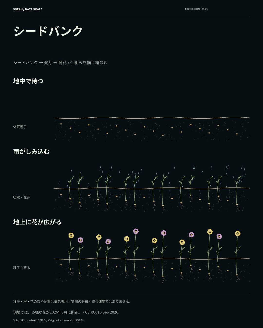シードバンクから発芽、開花までの断面概念図