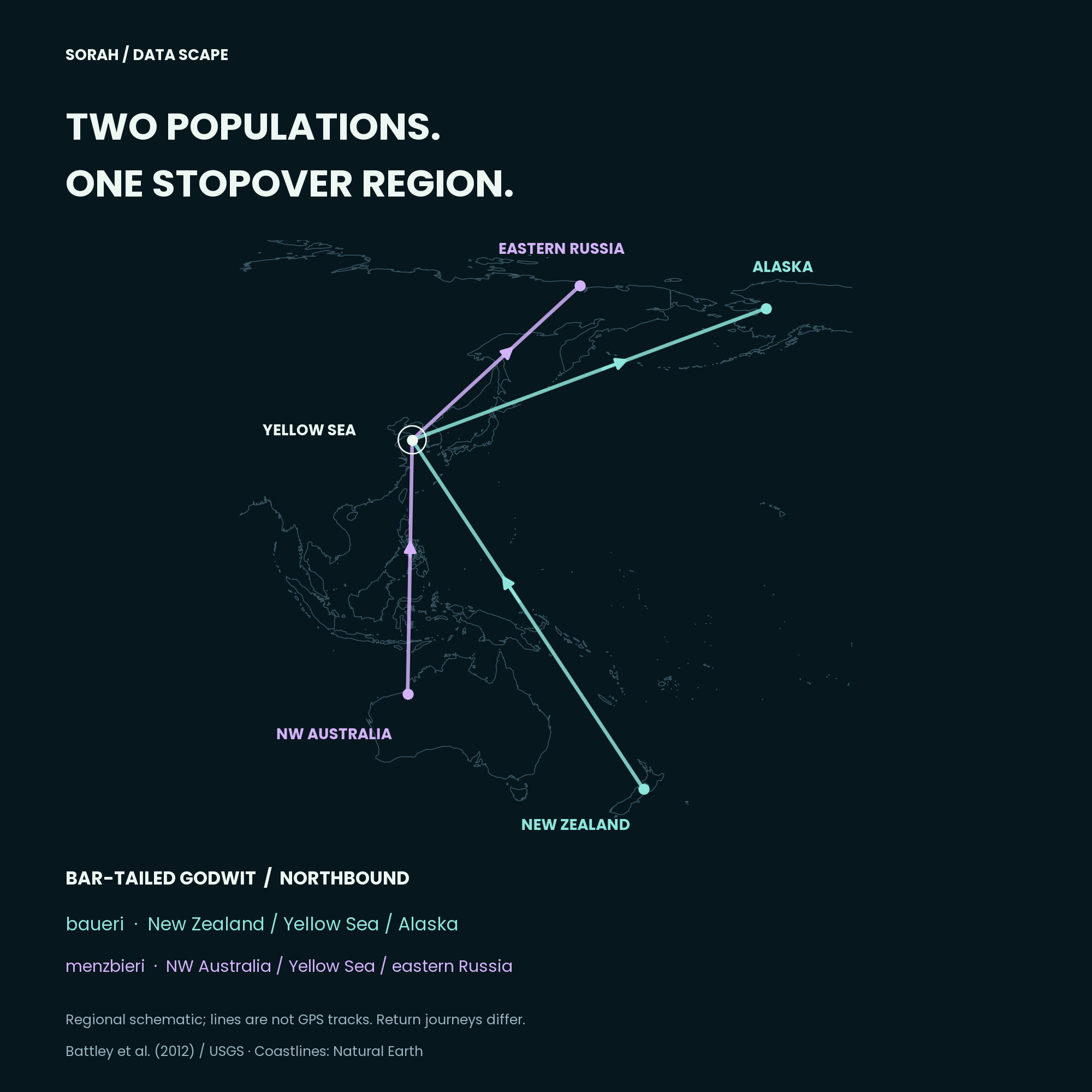 Schematic northbound connections via the Yellow Sea for two bar-tailed godwit subspecies.
