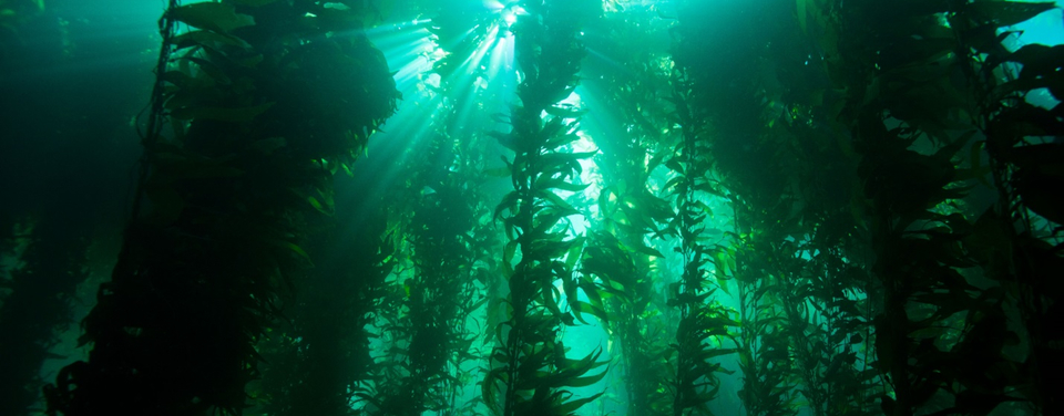 Kelp blades and stipes rising through sunlit water.