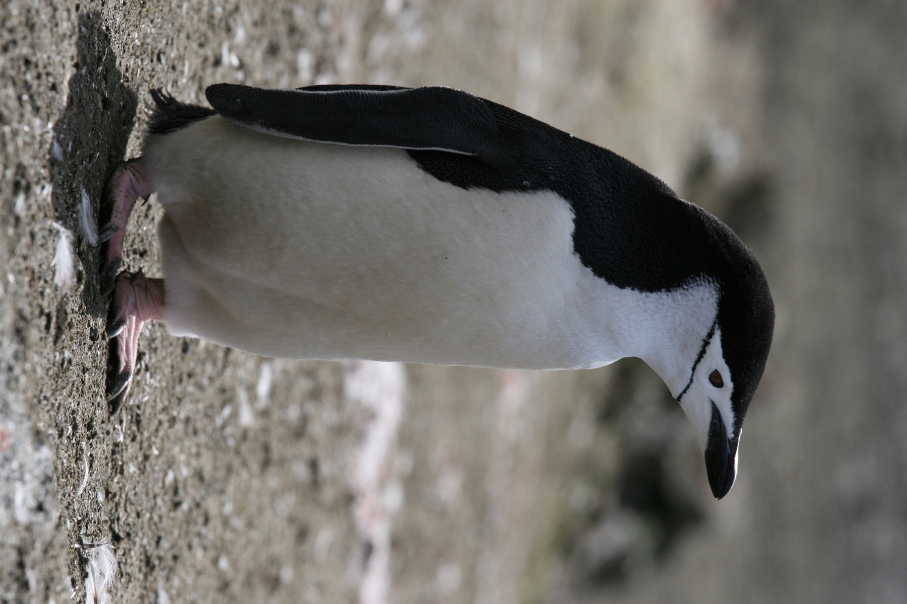 A chinstrap penguin standing on rocky ground, with a thin black band below its head.