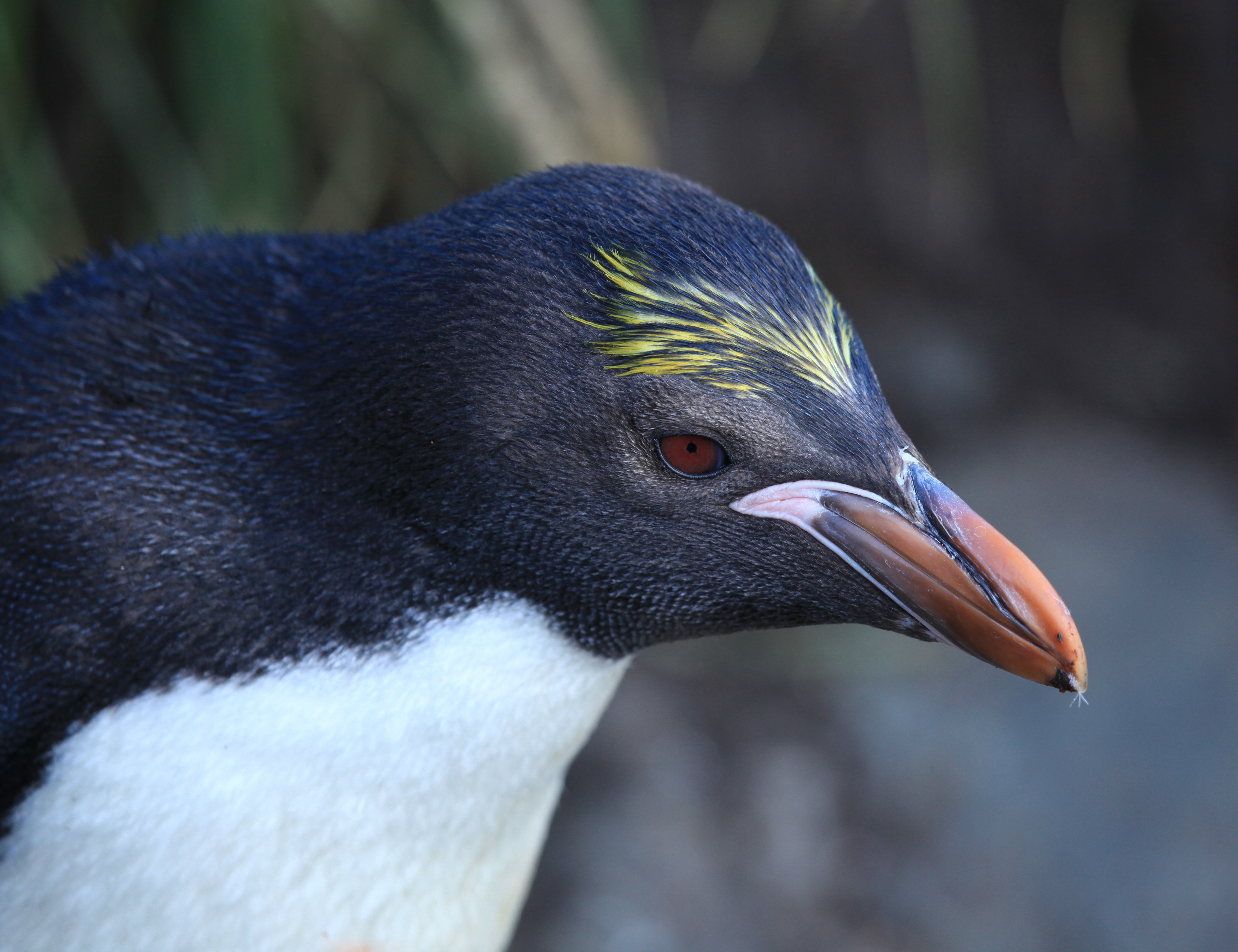 A macaroni penguin with its golden crest.