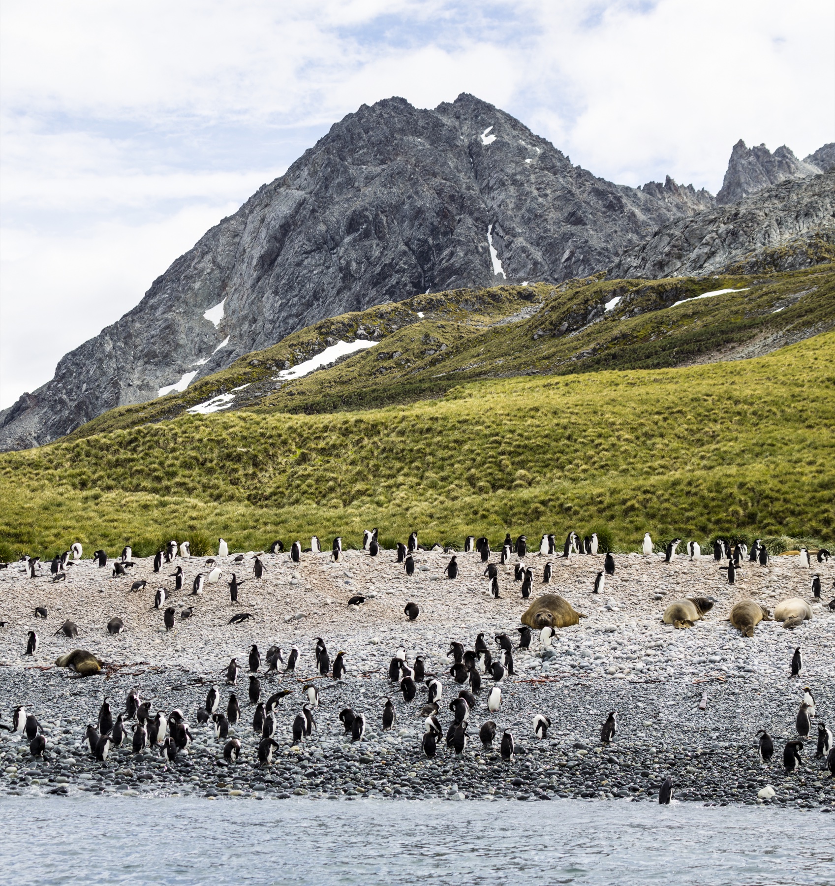Chinstrap and macaroni penguins gathered on a beach below a mountainous slope.